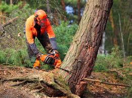 Best Stump Grinding and Removal  in Salem, WV