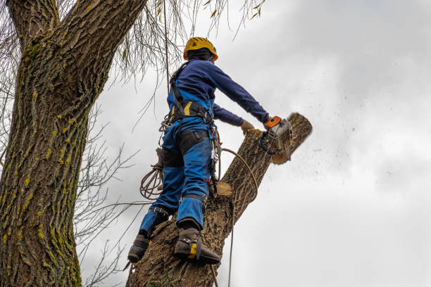 Best Emergency Tree Removal  in Salem, WV